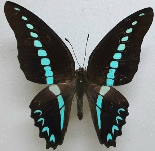 Lepidoptera graphium - lepidoptera, :