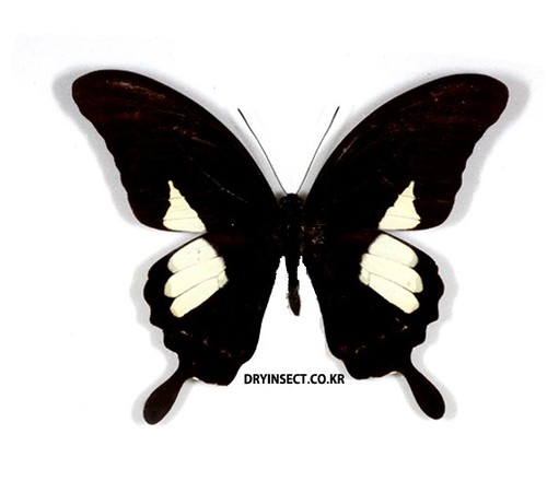 Lepidoptera papilio antonio - :,