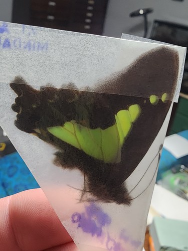 Graphium sandawanum apo - graphium, mt.