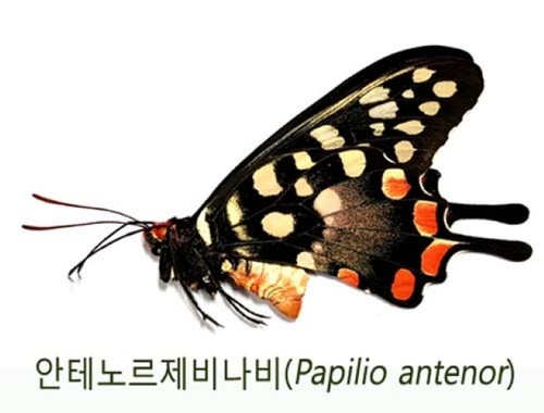 Lepidoptera papilio antenor - papilio,
