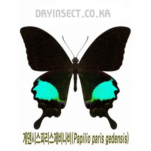 Lepidoptera papilio paris - lepidoptera, :