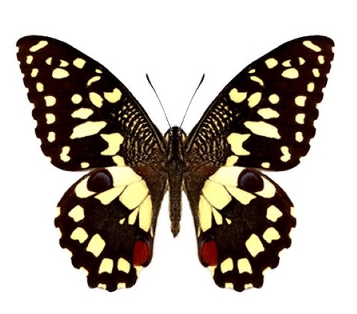 Lepidoptera papilio demoleus - lepidoptera,
