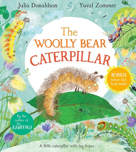 The woolly bear caterpillar - bear,