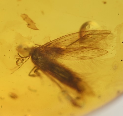 Lepidoptera fossil - lepidoptera, (moth),