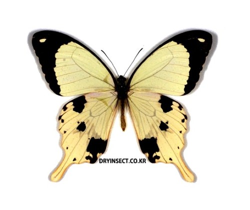 Lepidoptera papilio dardanus - :,