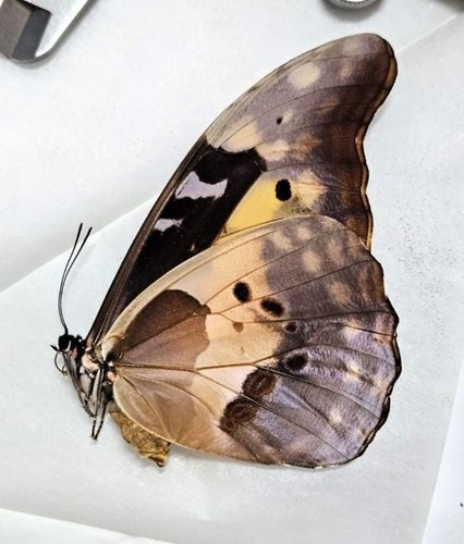 Lepidoptera morpho helena - lepidoptera,